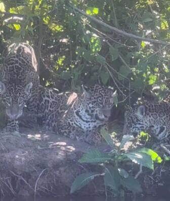 Trio de onças-pintadas surpreende turistas com “ensaio fotográfico” no Pantanal de MS
