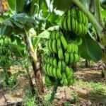 Pequenos produtores de Sorriso podem acessar microcredito rural com apoio da Prefeitura