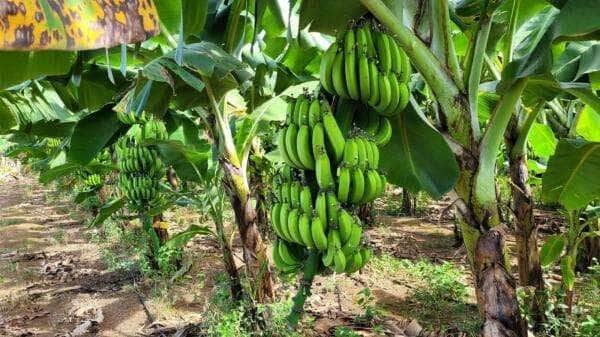 Pequenos produtores de Sorriso podem acessar microcredito rural com apoio da Prefeitura