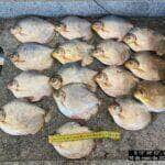 Policia Militar Ambiental apreende pescador e pescado irregular em Mato Grosso