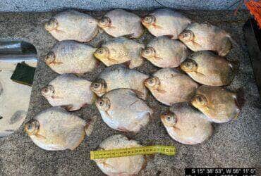 Policia Militar Ambiental apreende pescador e pescado irregular em Mato Grosso
