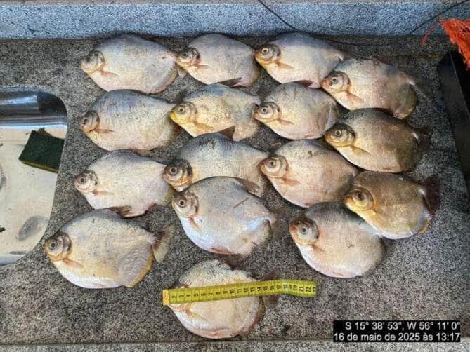 Policia Militar Ambiental apreende pescador e pescado irregular em Mato Grosso
