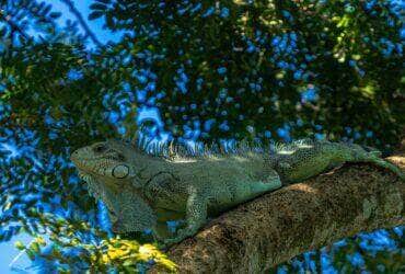 Rondonopolis elege a iguana como novo animal simbolo da cidade
