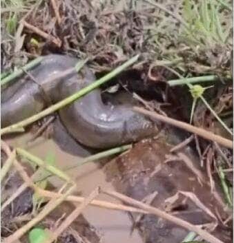 Cena inusitada chamou a atenção de peões em uma propriedade rural no Brasil. A enorme sucuri estava cercada por machos menores em pleno ritual de acasalamento. Biólogo explica o fenômeno e trabalhadores destacam convivência pacífica entre gado e fauna silvestre.