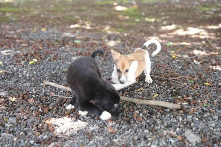 Saiba onde pedir ajuda sempre que se deparar com animais nas ruas ou em situacao de maus tratos