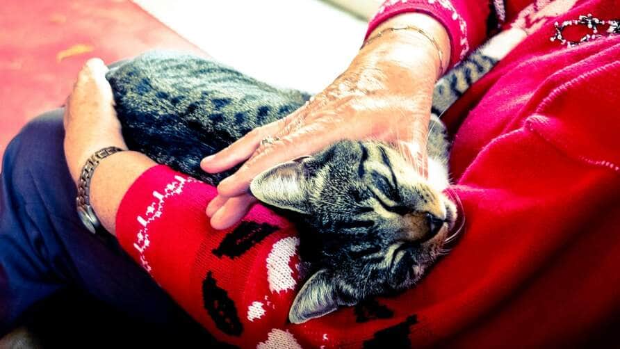 Sindrome silenciosa faz vitimas entre caes e gatos Pexels 2