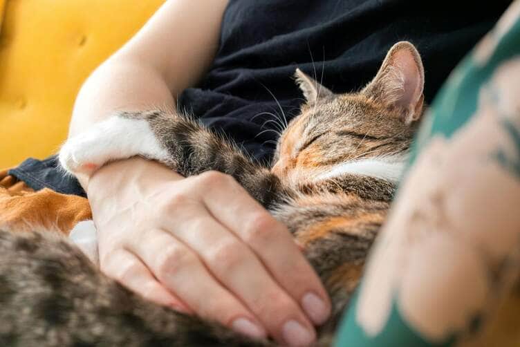 Sindrome silenciosa faz vitimas entre caes e gatos Pexels 3