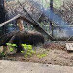 Sob cuidados da Sema Tamandua se recupera e pode voltar ao habitat natural em Mato Grosso