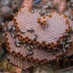abelhas amazonia propolis