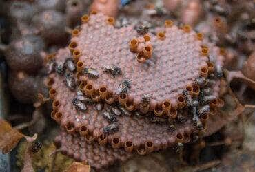 abelhas amazonia propolis