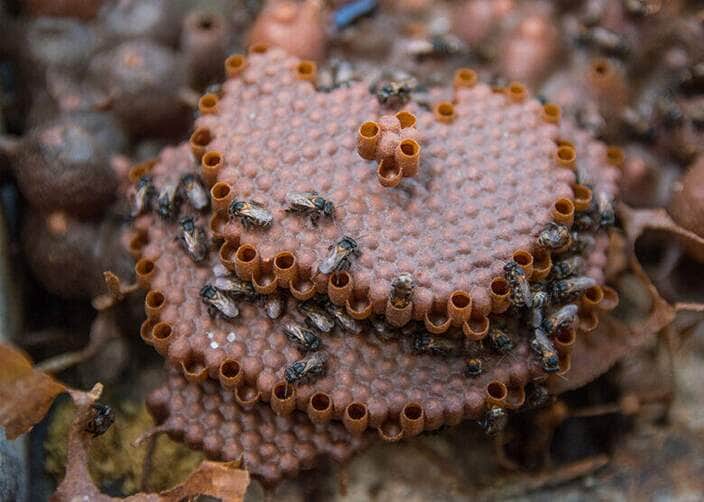 abelhas amazonia propolis