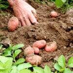 batata plantio
