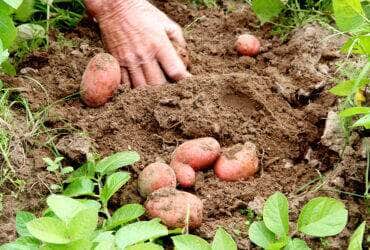 batata plantio