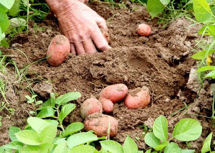 batata plantio