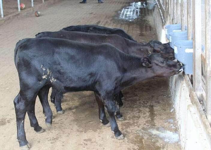 bezerros embrapa