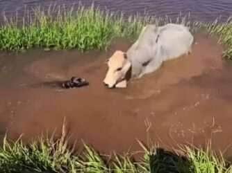 Cena inusitada foi flagrada na zona rural do Brasil: em um verdadeiro duelo de inteligência e coragem, um pequeno cão ajuda os peões a tirar um boi do lago — e rouba a cena com seu jeito destemido.