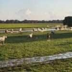 cavalos pantanal