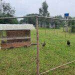criacao de aves rio grande do sul