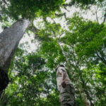 Dia Nacional da Mata Atlântica: conheça destinos sustentáveis em um dos biomas mais ricos do mundo -