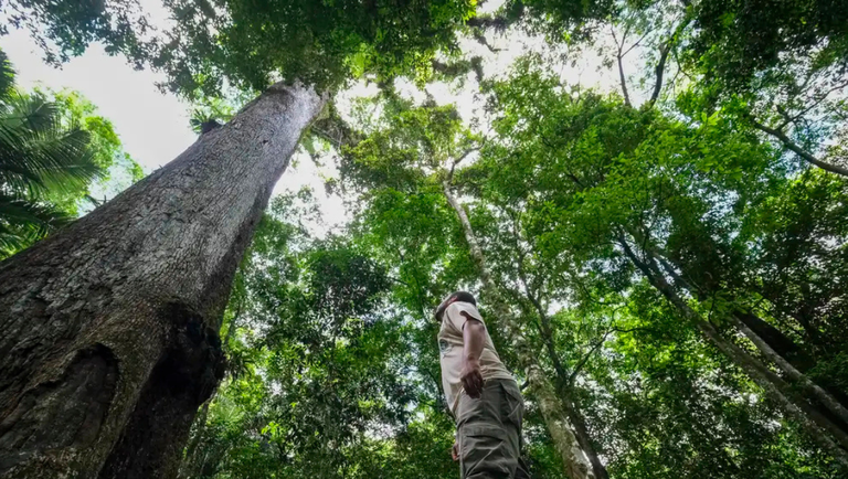 Dia Nacional da Mata Atlântica: conheça destinos sustentáveis em um dos biomas mais ricos do mundo -