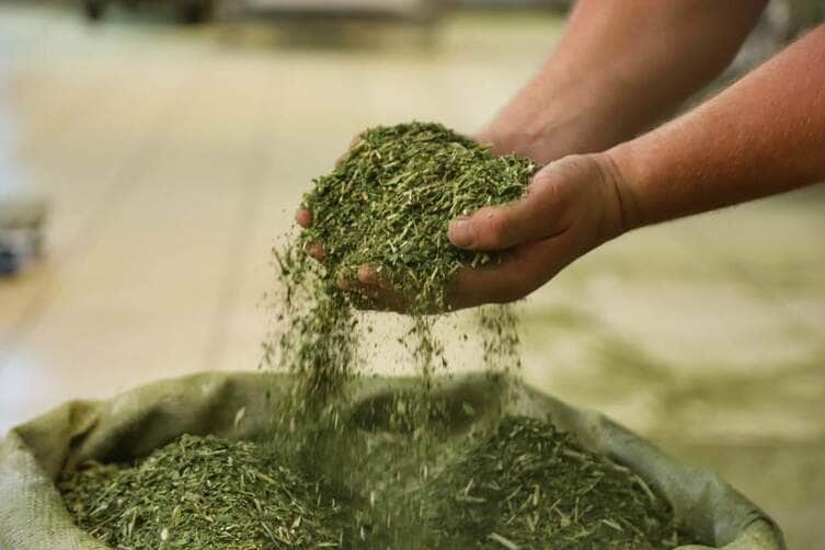 Cultivo de erva-mate do Paraná vira Patrimônio Agrícola Mundial das Nações Unidas 83 ervamate 027
