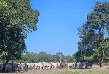 gado fazenda pantanal