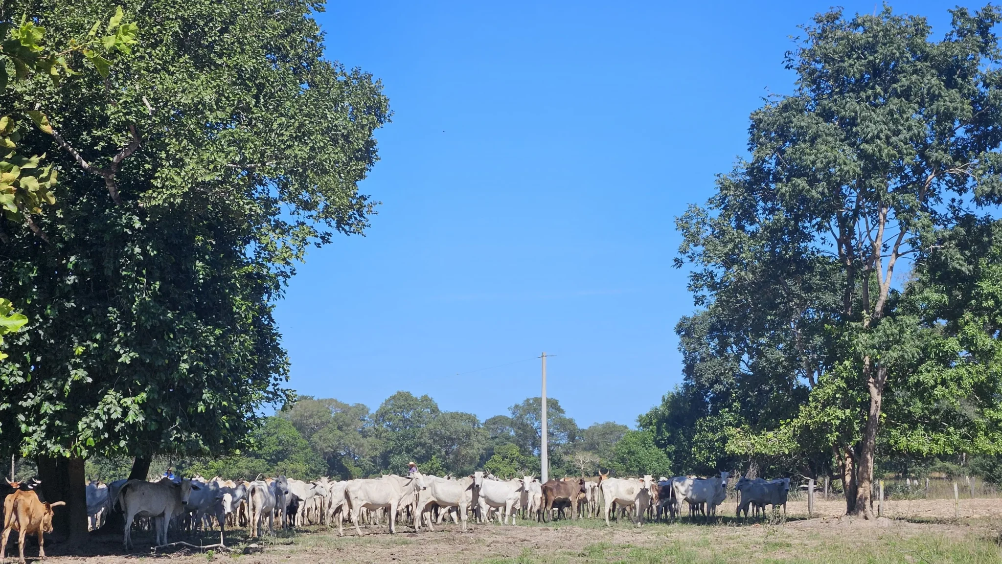 gado fazenda pantanal scaled