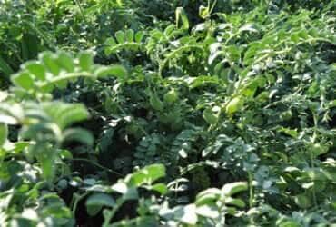 grao de bico plantacao