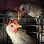 FILE PHOTO: Chickens sit in cages at a farm, as Argentina's government adopts new measures to prevent the spread of bird flu and limit potential damage to exports as cases rise in the region, in Buenos Aires, Argentina February 22, 2023. Reuters/Mariana Nedelcu/Proibida reprodução