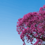 ipê roxo