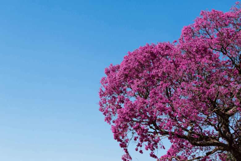 ipê roxo