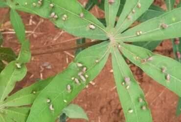 mandioca praga tocantins