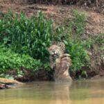 Cena inusitada mostra a felina afiando as garras com muita elegância em um tronco caído, provando que até os maiores predadores têm seu momento de vaidade