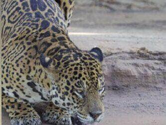 Registro raro mostra o “rei das Américas” mergulhando tranquilamente em dia de calor no Pantanal mato-grossense; cena viralizou nas redes sociais e reforça importância da preservação do bioma