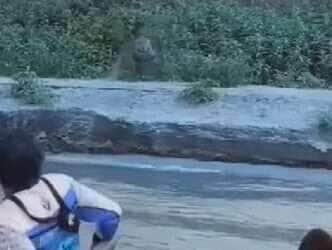 Onça-pintada surpreende turistas com disparada cinematográfica no Pantanal