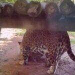 O comportamento surpreendente das onças-pintadas intrigou internautas e foi explicado pelo biólogo Henrique Abrahão, que destacou o instinto natural por trás dessa atitude curiosa