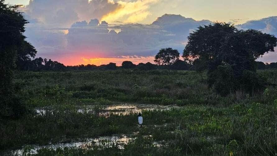 pantanal