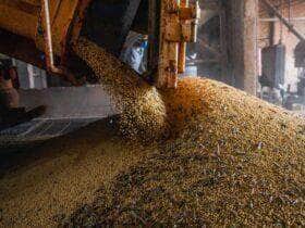 Colheita de soja, soja, grãos