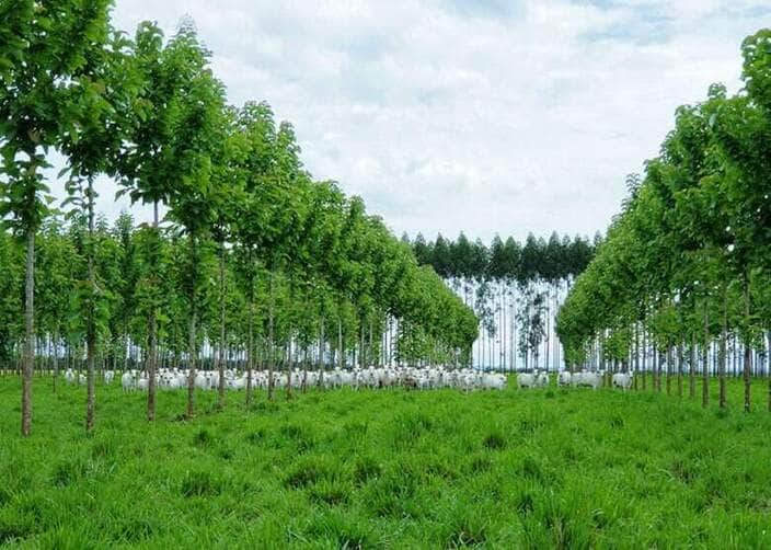 plantacao teca e gado