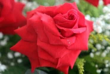 rosas1