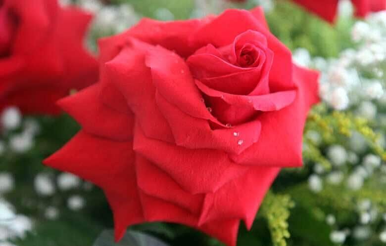 rosas1