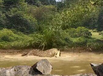 Vídeo viral flagra momento impressionante em que uma onça-pintada salta sobre um jacaré em pleno ataque, em cena digna de documentário da natureza selvagem.