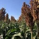 sorgo latina seeds
