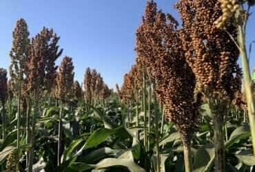 sorgo latina seeds