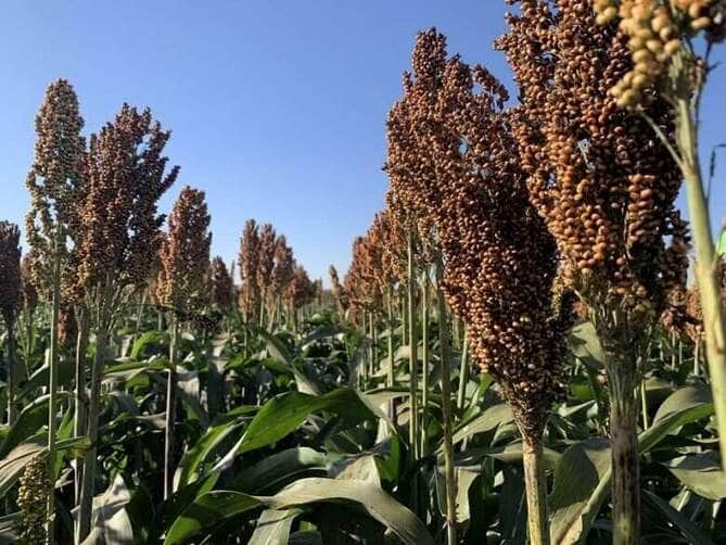 sorgo latina seeds