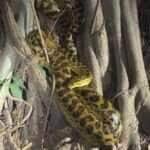 Sucuri amarela desfila charme e roliçura nas margens do Pantanal