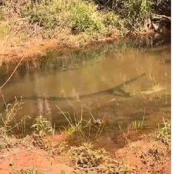 Serpente de grande porte foi filmada nadando tranquilamente em um córrego, como se estivesse em seu próprio spa natural — um verdadeiro show de charme e imponência da rainha das águas!