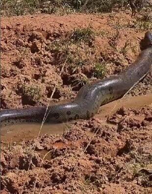 Com fama de assustadora, a sucuri surpreende ao desfilar calmamente entre humanos em uma área rural — e mostra que, mesmo gigante, prefere evitar confusão