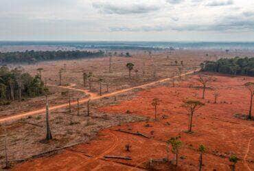 Desmatamento ilegal causa prejuízo milionário em Mato Grosso