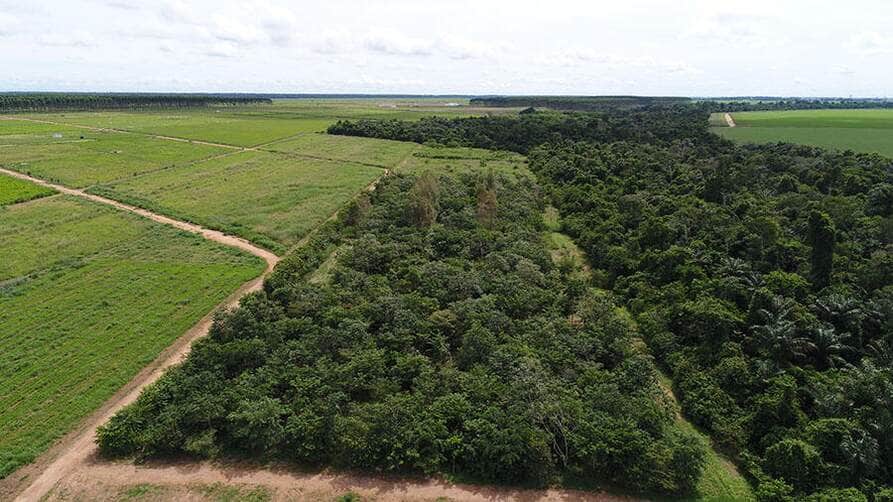 Reflorestamento com mudas cobre solo acima da meta em MT, mas diversidade ainda é baixa 91 250617 RecomposicaoFlorestal Gabriel Faria experimento de recomposicao de reserva legal na Embrapa Agrossilvipastoril